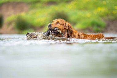 Golden retriever Avustralya 'da bir inek çiftliğinde suda yüzüyor..