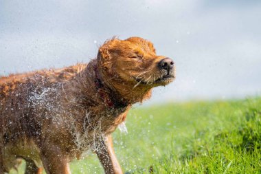Golden retriever Avustralya 'da bir inek çiftliğinde suda yüzüyor..