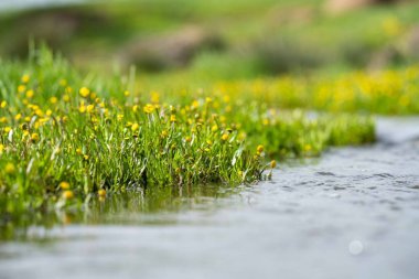 Bahçedeki yeşil çimenler