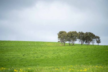İnekler tarlada, Avustralya 'da çim ve çayırlarda otluyorlar, bir çiftlikte. Saman yiyen sığırlar. Cinsler arasında benekli park, Murray Grey, angus, Brangus, hereford, wagyu, süt inekleri,.