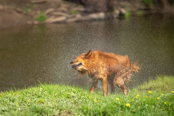 Golden Retriever Nage Dans Eau Sur Une Ferme Vache Australie — Photo