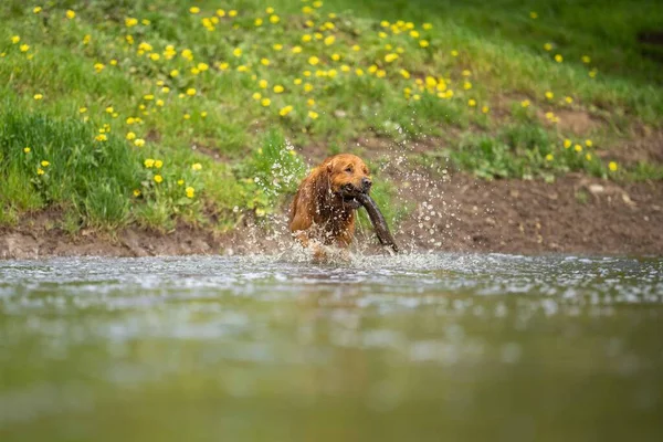 Golden Retriever Nadando Água Uma Fazenda Vacas Austrália — Fotografia de Stock