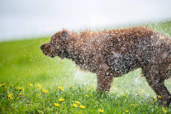 Golden Retriever Nadando Água Uma Fazenda Vacas Austrália — Fotografia de Stock