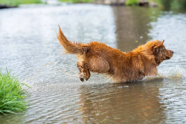 Golden Retriever Nadando Água Uma Fazenda Vacas Austrália — Fotografia de Stock