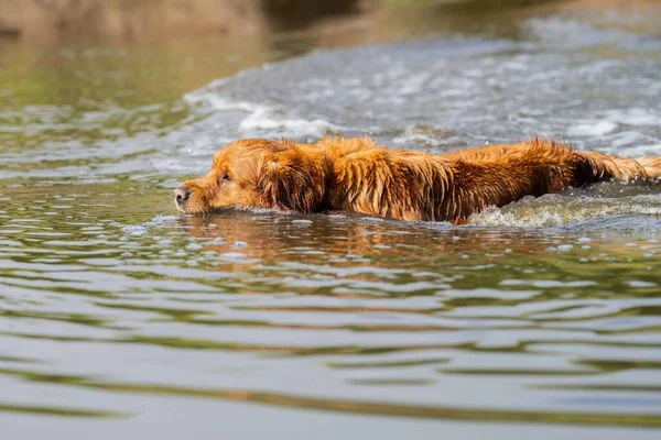 Golden Retriever Nadando Água Uma Fazenda Vacas Austrália — Fotografia de Stock