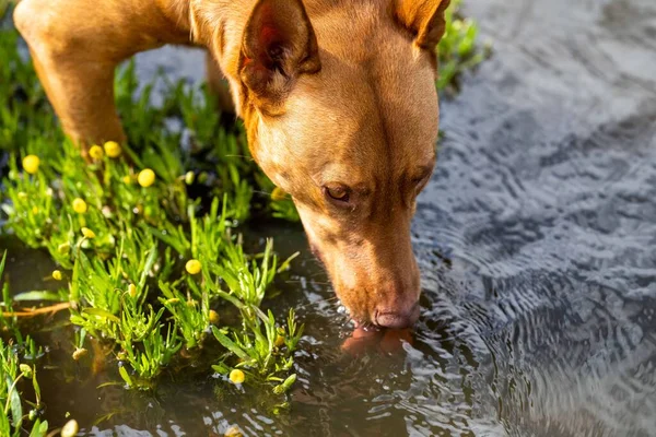 Golden Retriever Plącze Się Wodzie Farmie Krów Australii — Zdjęcie stockowe