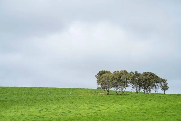 Vacas Campo Pastando Hierba Pastos Australia Rancho Agrícola Ganado Comiendo — Foto de Stock