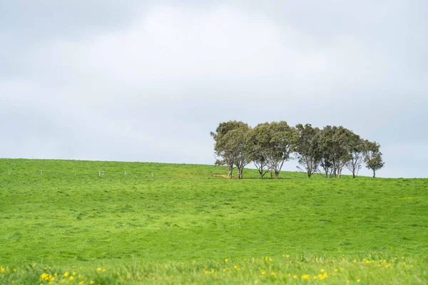 畑の牛 オーストラリアの草や牧草地の放牧 農業牧場 牛は干し草とシラージュを食べる 品種には 斑点のある公園 マレーグレー アンガス ブランガス ここフォード — ストック写真