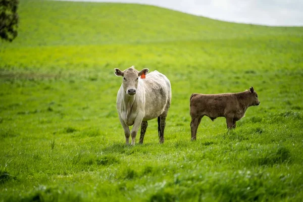 cows in the field, grazing on grass and pasture in Australia, on a farming ranch. Cattle eating hay and silage. breeds include speckled park, Murray grey, angus, Brangus, hereford, wagyu, dairy cows.