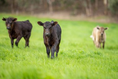 İnekler tarlada, Avustralya 'da çim ve çayırlarda otluyorlar, bir çiftlikte. Saman yiyen sığırlar. Cinsler arasında benekli park, Murray Grey, angus, Brangus, hereford, wagyu, süt inekleri,.