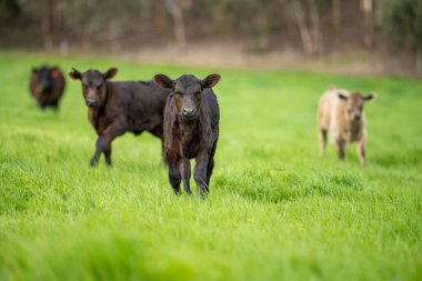 İnekler tarlada, Avustralya 'da çim ve çayırlarda otluyorlar, bir çiftlikte. Saman yiyen sığırlar. Cinsler arasında benekli park, Murray Grey, angus, Brangus, hereford, wagyu, süt inekleri,.