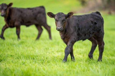 İnekler tarlada, Avustralya 'da çim ve çayırlarda otluyorlar, bir çiftlikte. Saman yiyen sığırlar. Cinsler arasında benekli park, Murray Grey, angus, Brangus, hereford, wagyu, süt inekleri,.