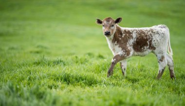 İnekler tarlada, Avustralya 'da çim ve çayırlarda otluyorlar, bir çiftlikte. Saman yiyen sığırlar. Cinsler arasında benekli park, Murray Grey, angus, Brangus, hereford, wagyu, süt inekleri,.