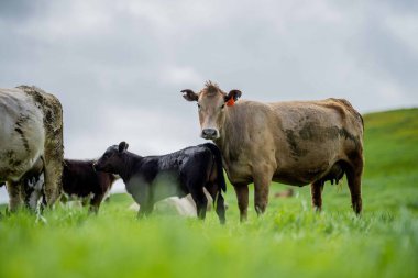 Avustralya 'da yeşil çimlerde otlayan damızlık sığır ve boğalar benekli park, Murray Grey, Angus ve Brangus' u kapsar..