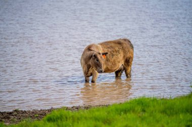 Avustralya 'da yeşil çimlerde otlayan damızlık sığır ve boğalar benekli park, Murray Grey, Angus ve Brangus' u kapsar..