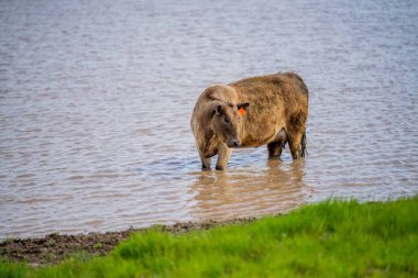 Avustralya 'da yeşil çimlerde otlayan damızlık sığır ve boğalar benekli park, Murray Grey, Angus ve Brangus' u kapsar..