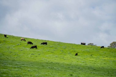 Avustralya 'da yeşil çimlerde otlayan damızlık sığır ve boğalar benekli park, Murray Grey, Angus ve Brangus' u kapsar..