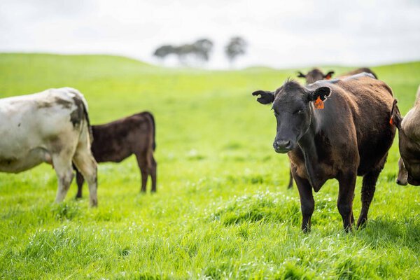 cows in the field, grazing on grass and pasture in Australia, on a farming ranch. Cattle eating hay and silage. breeds include speckled park, Murray grey, angus, Brangus, hereford, wagyu, dairy cows.