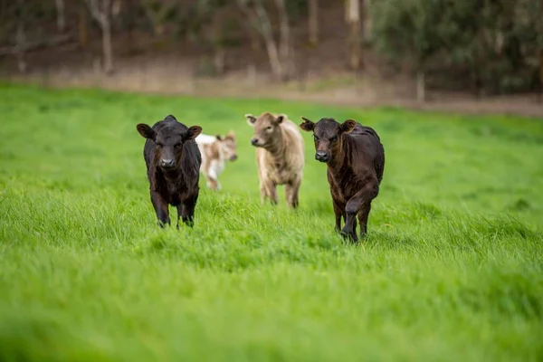 cows in the field, grazing on grass and pasture in Australia, on a farming ranch. Cattle eating hay and silage. breeds include speckled park, Murray grey, angus, Brangus, hereford, wagyu, dairy cows.