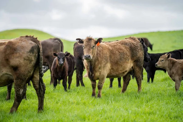 cows in the field, grazing on grass and pasture in Australia, on a farming ranch. Cattle eating hay and silage. breeds include speckled park, Murray grey, angus, Brangus, hereford, wagyu, dairy cows.