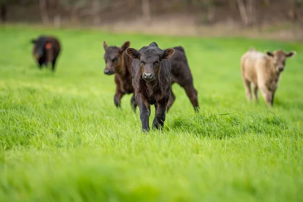 Vacas Campo Pastando Capim Pasto Austrália Uma Fazenda Agrícola Gado — Fotografia de Stock