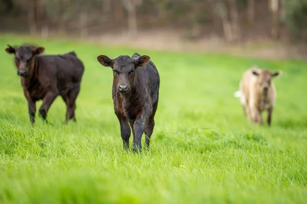 cows in the field, grazing on grass and pasture in Australia, on a farming ranch. Cattle eating hay and silage. breeds include speckled park, Murray grey, angus, Brangus, hereford, wagyu, dairy cows.