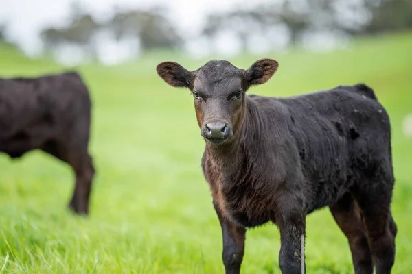 Krowy Polu Wypasane Trawie Pastwiskach Australii Farmie Bydło Jedzące Siano — Zdjęcie stockowe