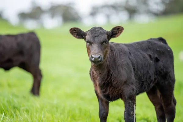İnekler tarlada, Avustralya 'da çim ve çayırlarda otluyorlar, bir çiftlikte. Saman yiyen sığırlar. Cinsler arasında benekli park, Murray Grey, angus, Brangus, hereford, wagyu, süt inekleri,.