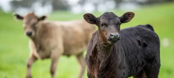 cows in the field, grazing on grass and pasture in Australia, on a farming ranch. Cattle eating hay and silage. breeds include speckled park, Murray grey, angus, Brangus, hereford, wagyu, dairy cows.