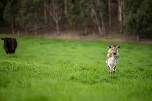 Cows Field Grazing Grass Pasture Australia Farming Ranch Cattle Eating — Stock Photo, Image