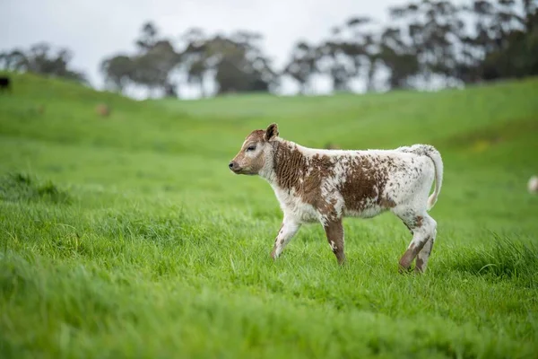 Krowy Polu Wypasane Trawie Pastwiskach Australii Farmie Bydło Jedzące Siano — Zdjęcie stockowe