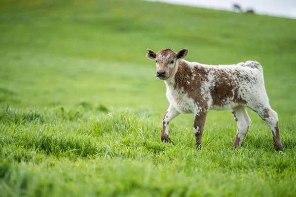 cows in the field, grazing on grass and pasture in Australia, on a farming ranch. Cattle eating hay and silage. breeds include speckled park, Murray grey, angus, Brangus, hereford, wagyu, dairy cows.