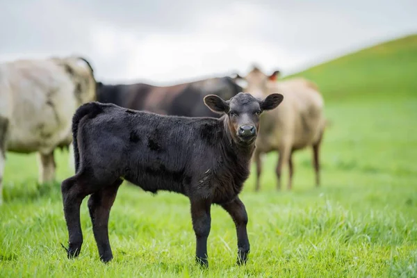Коровы Поле Пасущиеся Траве Пастбищах Австралии Фермерском Ранчо Скот Ест — стоковое фото