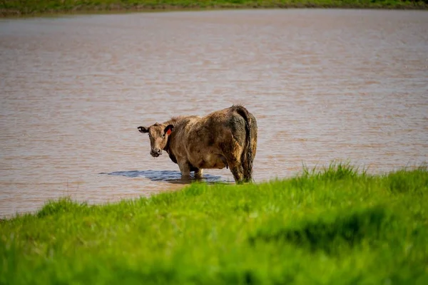 Stadnina Krów Wołowych Byków Wypasu Zielonej Trawie Australii Rasy Nakrapiane — Zdjęcie stockowe