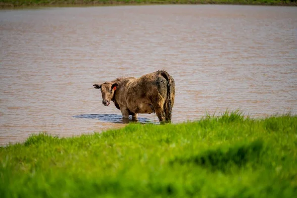 Avustralya 'da yeşil çimlerde otlayan damızlık sığır ve boğalar benekli park, Murray Grey, Angus ve Brangus' u kapsar..