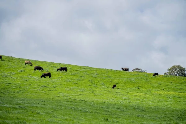 Vacas Ternera Toros Pastando Hierba Verde Australia Razas Incluyen Parque —  Fotos de Stock