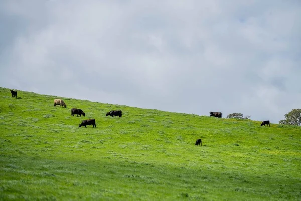 Vacas Carne Bovina Touros Pastando Grama Verde Austrália Raças Incluem — Fotografia de Stock