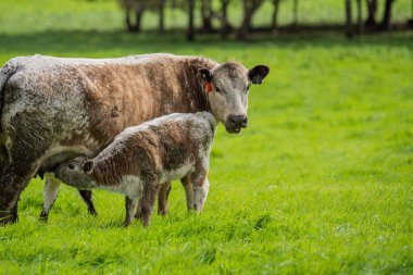 Avustralya 'da yeşil çimlerde otlayan damızlık sığır ve boğalar benekli park, Murray Grey, Angus ve Brangus' u kapsar..