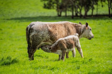 Avustralya 'da yeşil çimlerde otlayan damızlık sığır ve boğalar benekli park, Murray Grey, Angus ve Brangus' u kapsar..