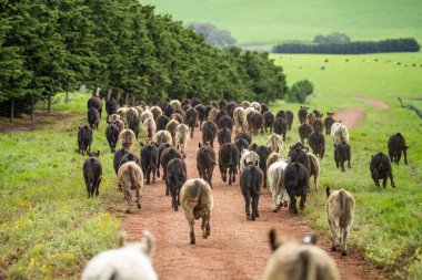 Avustralya 'da bir tarlada otlayan damızlık sığır, inek ve buzağılara yakın bir yerde. Sürü cinsleri arasında benek parkı, murray grisi, angus, brangus ve wagyu bahar ve yaz otlaklarında bulunur..