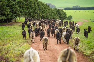 Avustralya 'da bir tarlada otlayan damızlık sığır, inek ve buzağılara yakın bir yerde. Sürü cinsleri arasında benek parkı, murray grisi, angus, brangus ve wagyu bahar ve yaz otlaklarında bulunur..