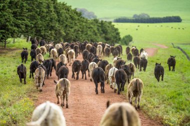 Avustralya 'da bir tarlada otlayan damızlık sığır, inek ve buzağılara yakın bir yerde. Sürü cinsleri arasında benek parkı, murray grisi, angus, brangus ve wagyu bahar ve yaz otlaklarında bulunur..