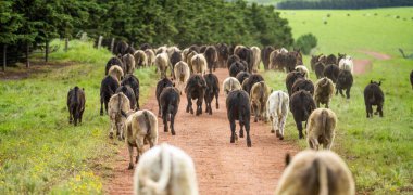 Avustralya 'da bir tarlada otlayan damızlık sığır, inek ve buzağılara yakın bir yerde. Sürü cinsleri arasında benek parkı, murray grisi, angus, brangus ve wagyu bahar ve yaz otlaklarında bulunur..
