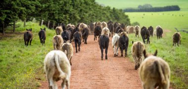 Avustralya 'da bir tarlada otlayan damızlık sığır, inek ve buzağılara yakın bir yerde. Sürü cinsleri arasında benek parkı, murray grisi, angus, brangus ve wagyu bahar ve yaz otlaklarında bulunur..