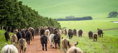 Avustralya 'da bir tarlada otlayan damızlık sığır, inek ve buzağılara yakın bir yerde. Sürü cinsleri arasında benek parkı, murray grisi, angus, brangus ve wagyu bahar ve yaz otlaklarında bulunur..