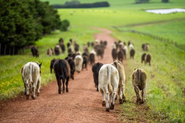 Avustralya 'da bir tarlada otlayan damızlık sığır, inek ve buzağılara yakın bir yerde. Sürü cinsleri arasında benek parkı, murray grisi, angus, brangus ve wagyu bahar ve yaz otlaklarında bulunur..