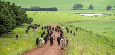 Avustralya 'da bir tarlada otlayan damızlık sığır, inek ve buzağılara yakın bir yerde. Sürü cinsleri arasında benek parkı, murray grisi, angus, brangus ve wagyu bahar ve yaz otlaklarında bulunur..