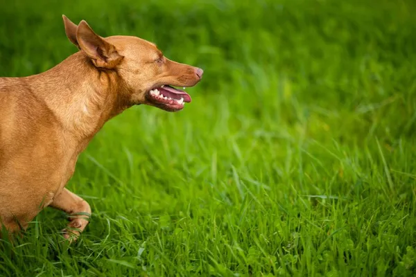 Golden Retriever Corre Rápido Una Granja Vacas Australia — Foto de Stock