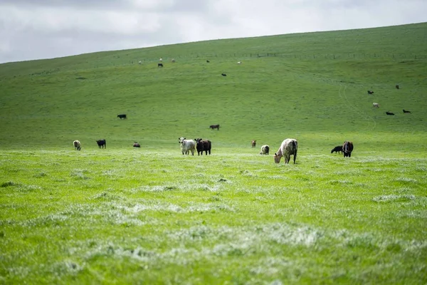 Κοντινό Πλάνο Του Stud Beef Ταύρους Αγελάδες Και Μοσχάρια Βόσκησης — Φωτογραφία Αρχείου