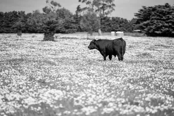 Primer Plano Los Toros Stud Beef Vacas Terneros Pastando Hierba —  Fotos de Stock
